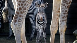  Réduction au Zoo ARTIS Royal 