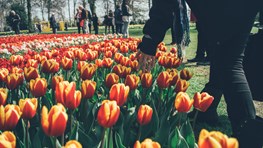  Réduction pour les étudiants sur les offres Keukenhof 